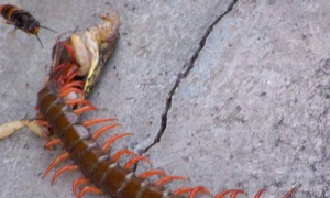 巨型蜈蚣长42公分可干掉青蛙蜥蜴老鼠和毒蛇