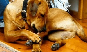 狗狗总爱啃自己的腿是什么原因？