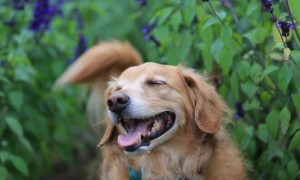 这7种气味狗狗最喜欢闻，随意一种，都能让它上瘾