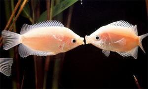 接吻鱼能长多大？生长环境也会影响体长