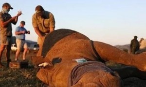 世界自然基金会加大力度结束非洲犀牛偷猎活动