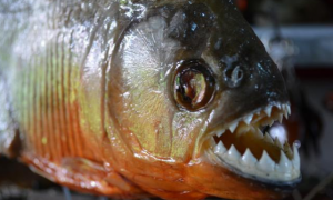 食人鱼如此可怕，为什么没有在亚马逊河泛滥？