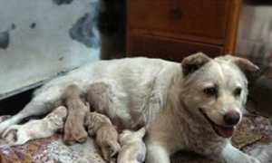 7只狗宝一夜过世，狗妈妈痛不欲生，牢牢地紧抱最终一只狗崽