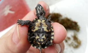 迷你麝香龟繁殖时间是什么时候？