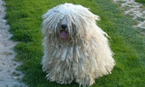 波利犬的日常护理 毛发经常系统的刷理