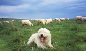 波兰低地牧羊犬好养吗，注意合理搭配饮食