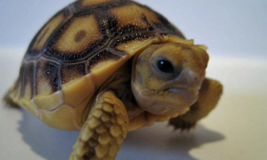 辐射陆龟是几级保护动物？