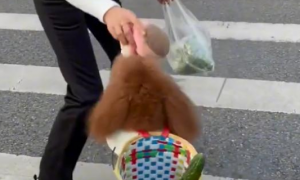 重庆：狗狗和主人去买菜，背着背篓的样子引人围观：这成精了吗？