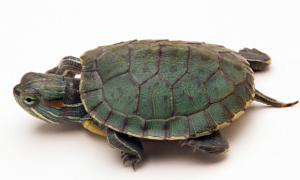 巴西红耳龟性格特点，巴西红耳龟怎么养？