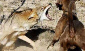野狼偷羊遭受牧羊犬，霸者碰面立即打架斗殴，摄像镜头纪录少见全过程！