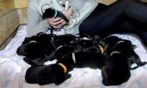 大丹犬生下21只小狗后，被安排绝育，理由让人惶恐不安