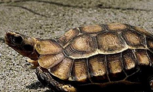 荷叶陆龟的寿命多长？不妨来看看吧