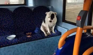 狗狗被主人遗弃在公车上，而它却留到原地傻等