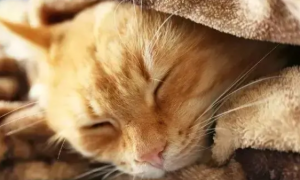 怎么判断猫咪是否发烧？猫咪发烧会自愈吗？