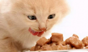 猫咪每天可以吃多少鸡胸肉