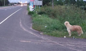 菲律宾狗狗每日在与主人家走散的道路边苦等四年，总算等你却没和我走