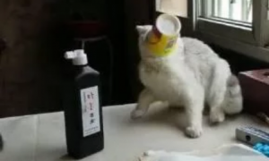 猫咪偷喝酸奶，结果被瓶口卡住，当它后退甩头的时候，却悲剧了
