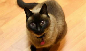 暹罗猫不用猫砂盆的原因是什么？