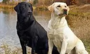 麻州近日两只狗狗新上任，官方称能靠鼻子闻出COVID病毒！