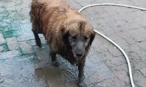 金毛在外面玩了一身泥，回家后积极坐上盆中要冼澡，还挺主动的？