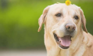 为何狗狗补钙过量喝小宠物液体钙实际效果更强？