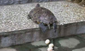 几年乌龟下蛋，主人想煎来吃，10分钟后，却傻了眼！.