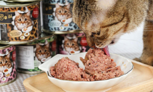 ocanis猫罐头怎么样？猫咪爱吃的理想主食！