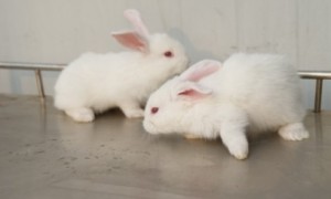 怎么训练大耳白兔大小便 先给小兔建一个厕所