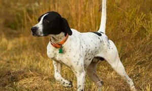 波音达寻回犬：为什么它是最稀有珍贵的非洲运动犬之一？