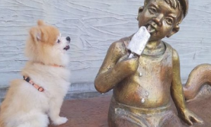 狗狗把雕塑当做了真人版，坐着一旁看它吃雪糕，狗：分我一点吧！