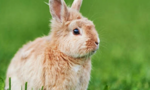 多瓦夫兔怎么养 最重要的就是兔笼的布置