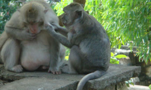 臭名昭著的印度瘦猴，到底有多讨厌？