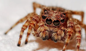 蜘蛛吃什么害虫 主要以苍蝇蚊子为食物