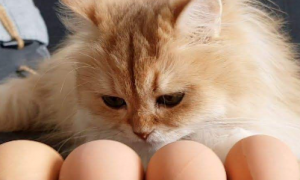 猫咪可以天天吃蛋黄吗