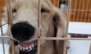 金毛把嘴唇挂在笼子旁边就睡着了，门牙一览无遗，还认为在笑呢！