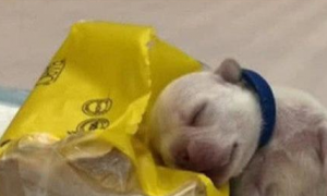 小奶狗靠着在纸巾上睡觉，伸着小舌头的样子，把主人萌出一脸血