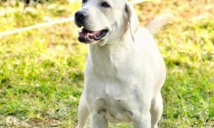 拉布拉多寻回犬：为什么它是最适合从事导盲、搜救等工作的犬种之一？