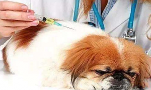 如何帮狗狗打疫苗？