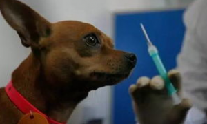 一文告诉你，春季狗狗打疫苗过敏怎么办？