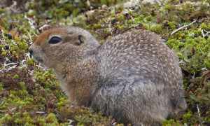 阿留申群岛北极地松鼠的特征有哪些？