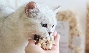 猫咪吃猫粮易得哪些病？来看看吧