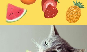 猫咪能吃水果吗？哪些不能吃？哪些可浅尝？