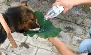 狗狗在马路边找水喝，渴得快吃不消，网友拿菏叶那样对它！