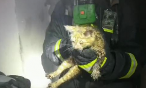 长沙消防员从火场救出两人一猫，猫咪获救模样被网友调侃：这是烟熏妆
