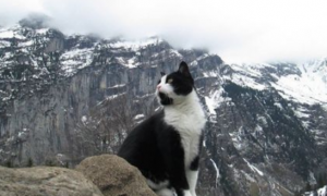 瑞士山区迷路 神秘猫咪出现救援