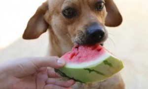 狗狗能吃水果吗？养宠物特别注意！这种水果干万不可给狗狗吃