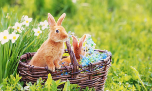 养兔技巧：怎么判断兔子身上有癣？处理兔癣的措施参考