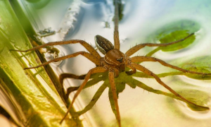 水蜘蛛：毒性危害大吗？