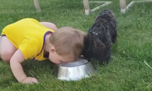 小宝宝为和狗抢水喝，一把掌将小狗拉开，接下去的作法逗乐亲人