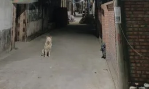 上海宠物犬便溺触电身亡，犬主向物业索赔！